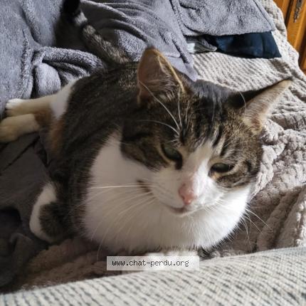 Photo 1/1 Toulouse Chat lost in Montreuil sur loir