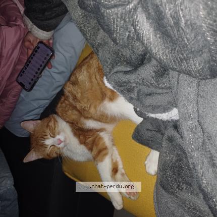 Photo 1/1 Minouche Chat lost in Feuquieres en vimeu