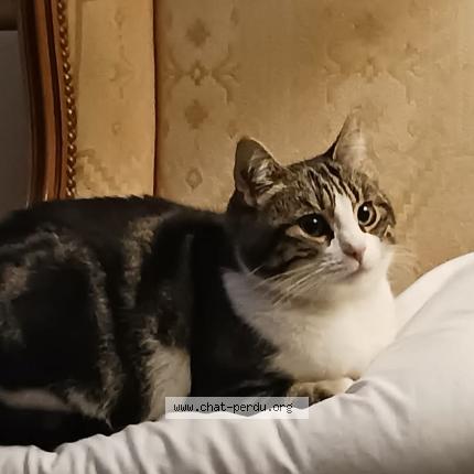 Photo 1/1 Layla Chat lost in Creteil