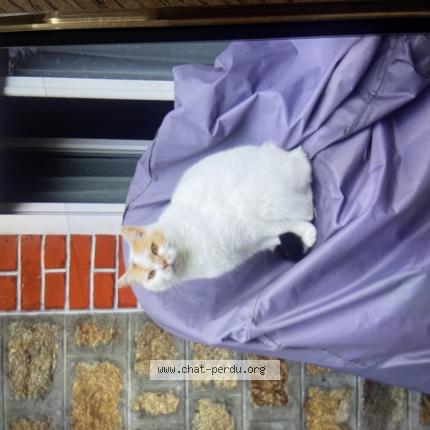 Photo 1/1 Lubna Chat lost in Flers