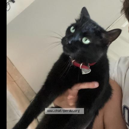 Photo 1/1 Opale Chat lost in Arras