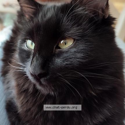 Photo 1/1 Lia Chat lost in Montargis