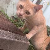 Picture of cat lost at Calais