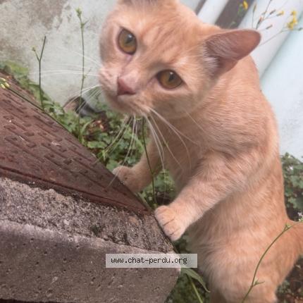 Photo 1/1 Roukin Chat lost in Calais