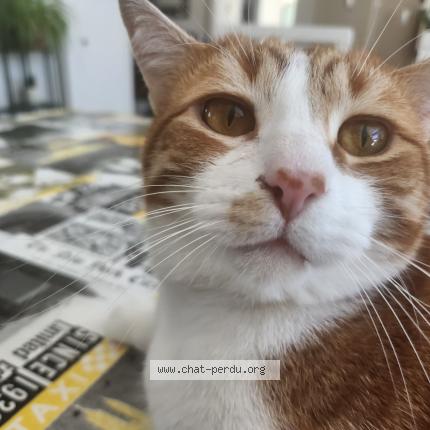 Photo 1/1 Ti proute Chat lost in St felix de valois