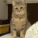 Picture of cat lost at La Baule