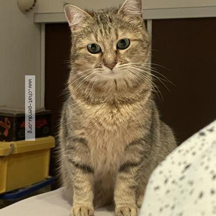 Photo 1/1 MOON Chat lost in La baule