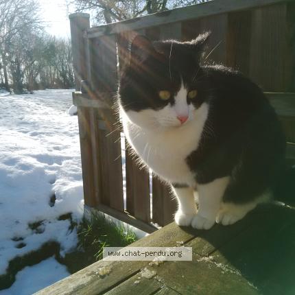 Photo 1/1 Moustique Chat lost in La perche