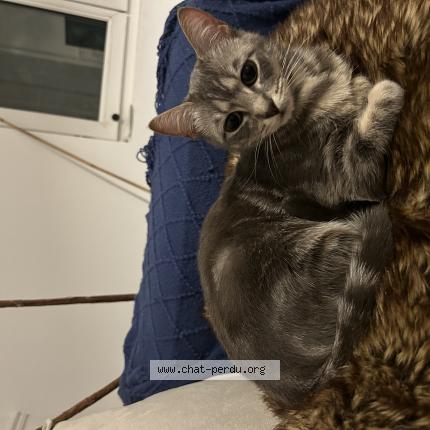 Photo 1/1 Molly Chat lost in Maisons alfort