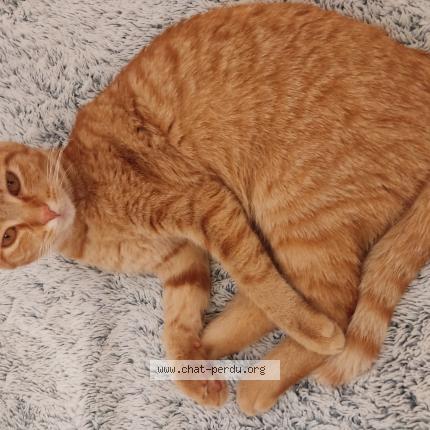 Photo 1/1 Isis Chat lost in Rochefort