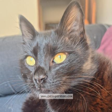 Photo 1/1 Found cat Found in San carlos