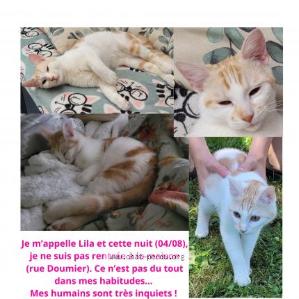 Foto 1/1 Kat teruggevonden Vermist in Ans