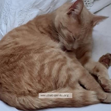 Photo 1/1 Célestin Chat lost in Carnac