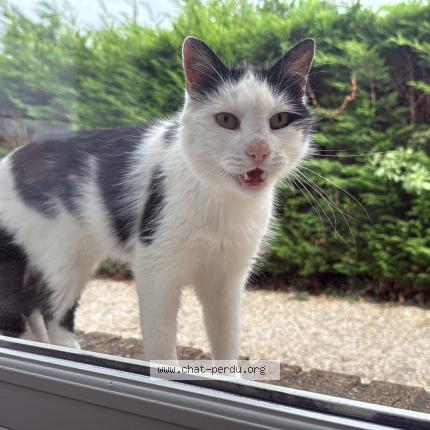 Photo 1/1 Found cat Found in Ostricourt