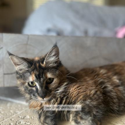 Photo 1/1 Kainette Chat lost in Marseille