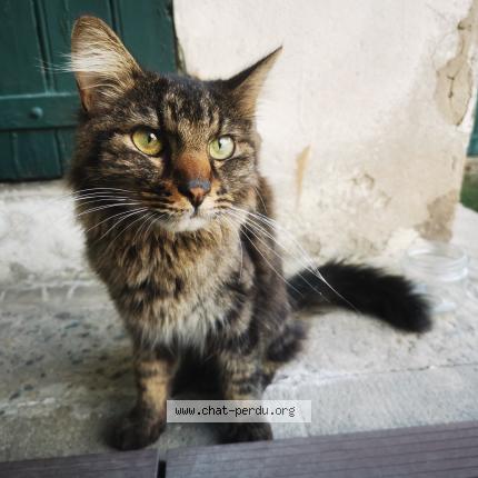 Photo 1/1 Found cat Found in Ruy