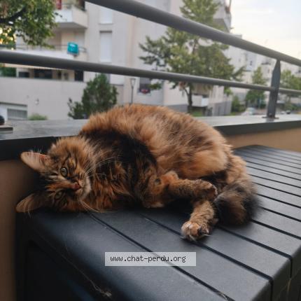 Photo 1/1 Ruby Chat lost in Illkirch graffenstaden