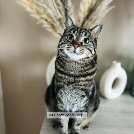 Photo 1/1 Tchoupi Chat lost in Villieu loyes mollon