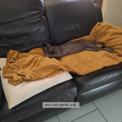 Photo 1/1 Yoda Chat lost in Negrepelisse