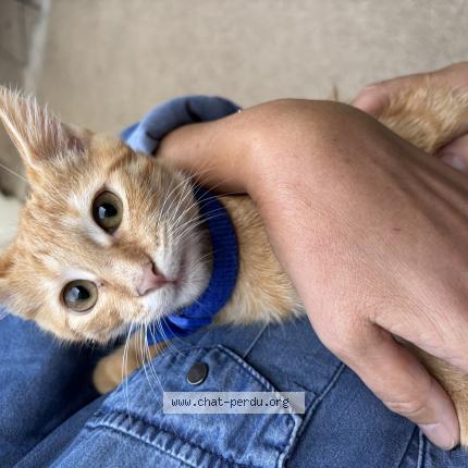 Photo 1/1 Found cat Found in Niort