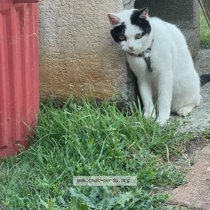 Photo 1/1 Found cat Found in Saint vincent sur jard