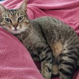 Picture of cat lost at Sanguinet