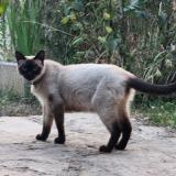 Picture of cat found at Les Cotes D Arey