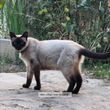 Photo 1/1 Found cat Found in Les cotes d arey