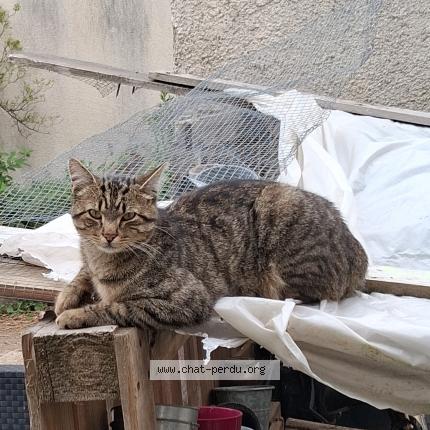 Photo 1/1 Jax Chat lost in Plouescat