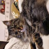 Picture of cat lost at Bordeaux