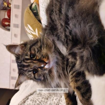 Photo 1/1 Cat reunited Lost in Bordeaux