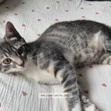 Photo 1/1 Frodon Chat lost in Macon