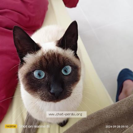 Photo 1/1 Maya Chat lost in Ardon