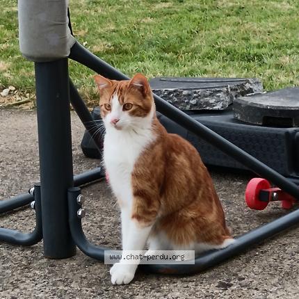 Photo 1/1 Spike Chat lost in Gouesnou