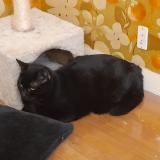 Picture of cat lost at St Cyr L Ecole