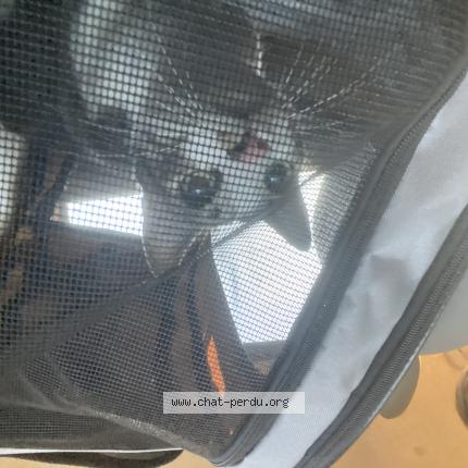 Photo 1/1 Athos Chat lost in Fromental