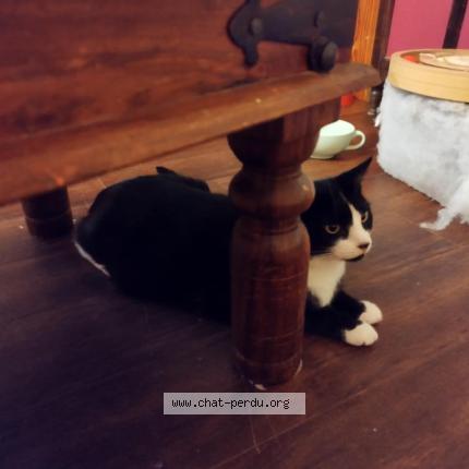 Photo 1/1 Fleur Chat lost in Reims