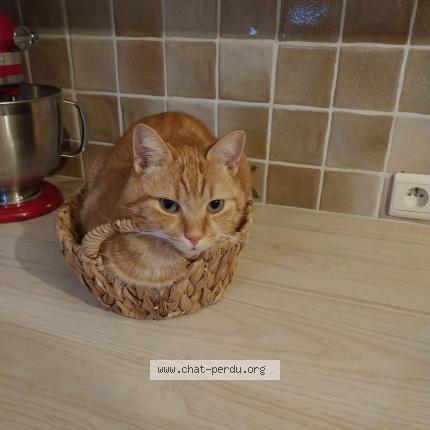 Photo 1/1 Sacha Chat lost in Leeuw saint pierre