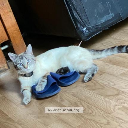 Photo 1/1 Minou Chat lost in Viry chatillon