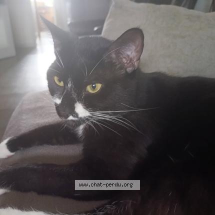 Photo 1/1 Stach Chat lost in Bourneau