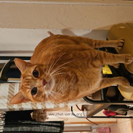 Photo 1/1 Schubert Chat lost in Chepy