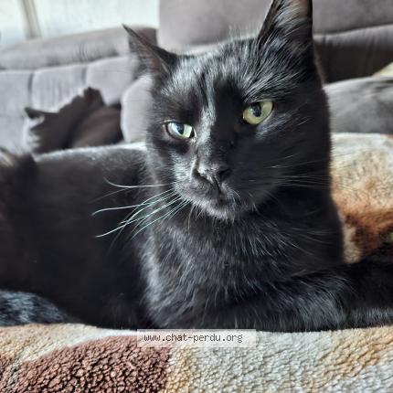 Photo 1/1 Midi Chat lost in Strasbourg