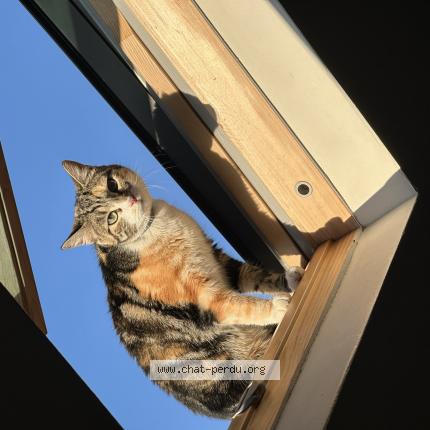 Photo 1/1 Xena Chat lost in Bellecroix