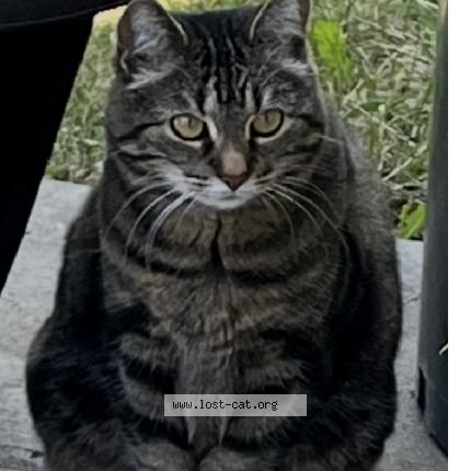 Photo 1/1 HOLLI Chat lost in Calgary