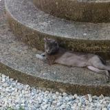 Picture of cat lost at Russan Sainte Anastasie