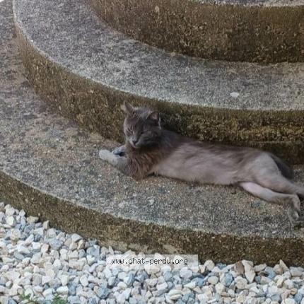 Photo 1/1 Evy Chat lost in Russan sainte anastasie