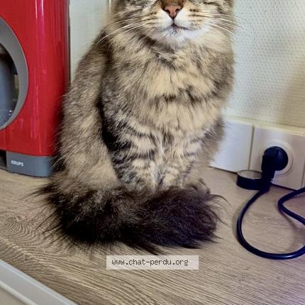 Photo 1/1 Louna Chat lost in Laye