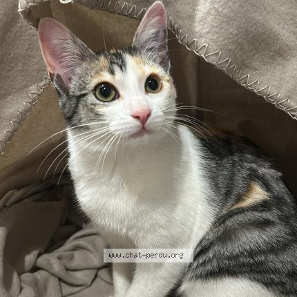 Photo 1/1 Minouche Chat lost in Saint chamond