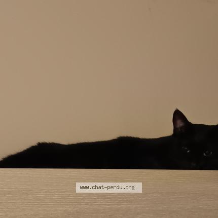 Photo 1/1 Bella Chat lost in Rambouillet