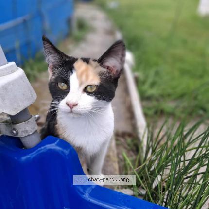 Photo 1/1 Vaiana Chat lost in Cavignac